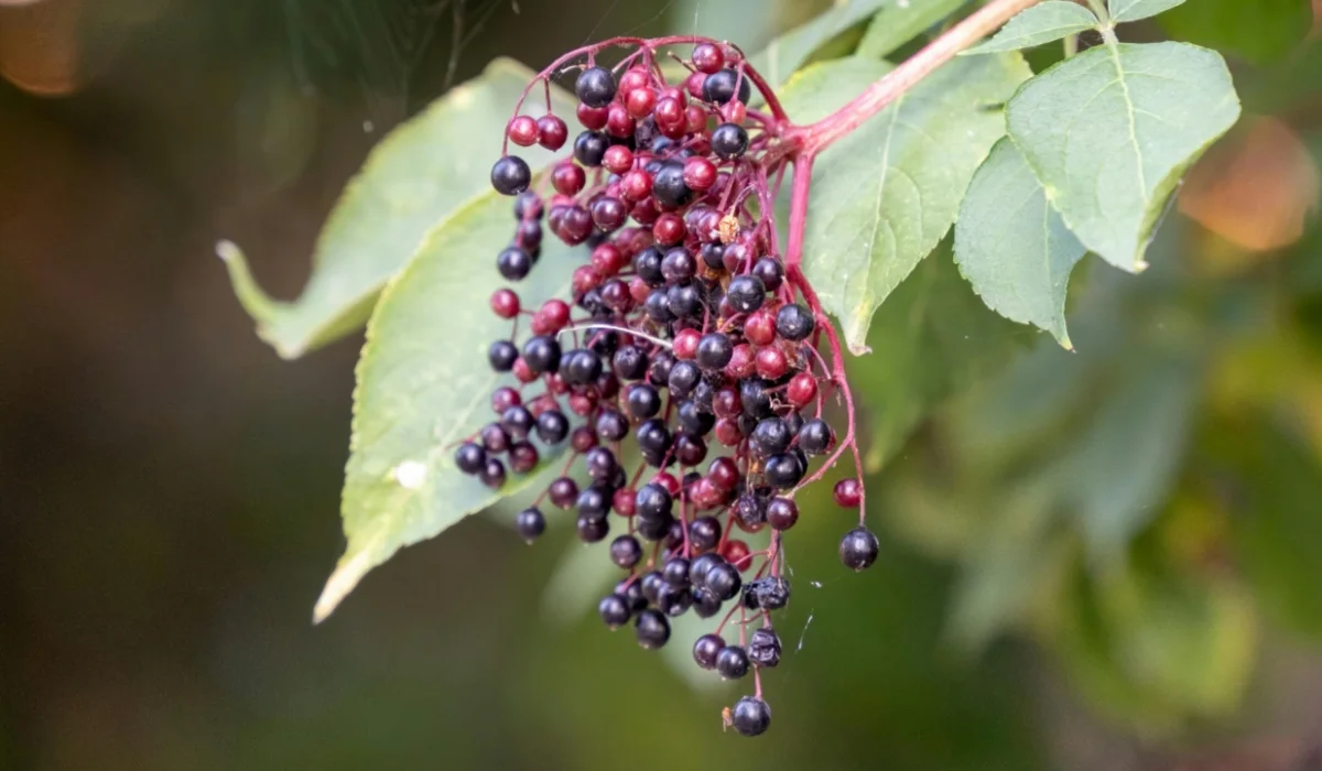 Fruits That Start with E