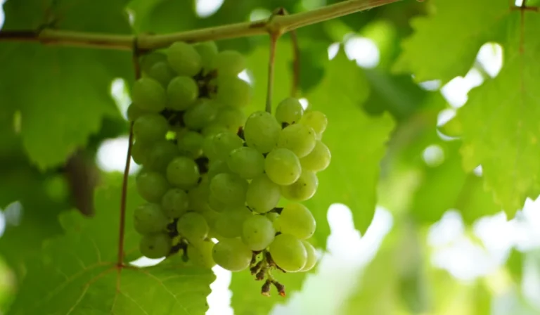 Fruits That Start with G