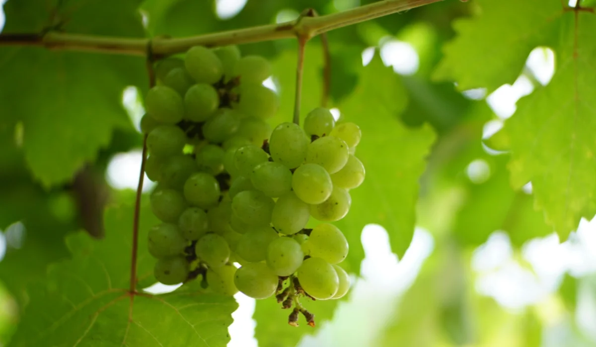 Fruits That Start with G