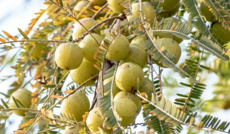 Fruits That Start with I