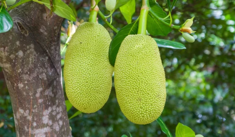 Fruits That Start with J