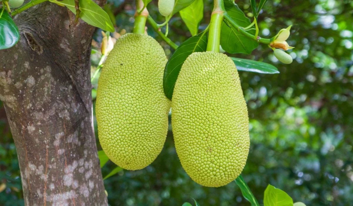 Fruits That Start with J