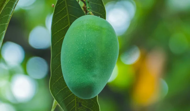 Fruits That Start with M