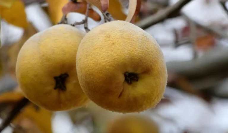 Fruits That Start with Q