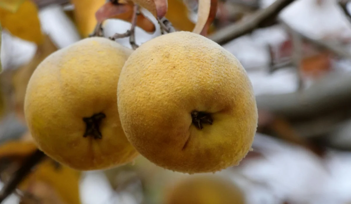 Fruits That Start with Q