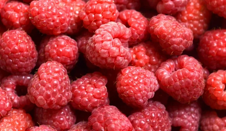 Fruits That Start with R