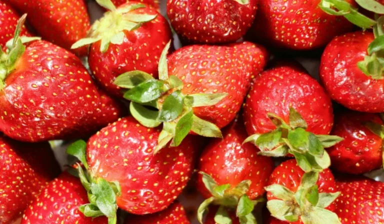 Fruits That Start with S