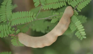 Fruits That Start with T
