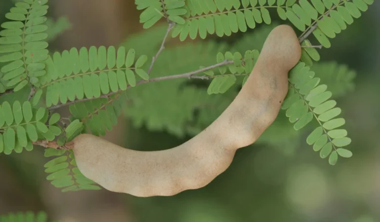 Fruits That Start with T