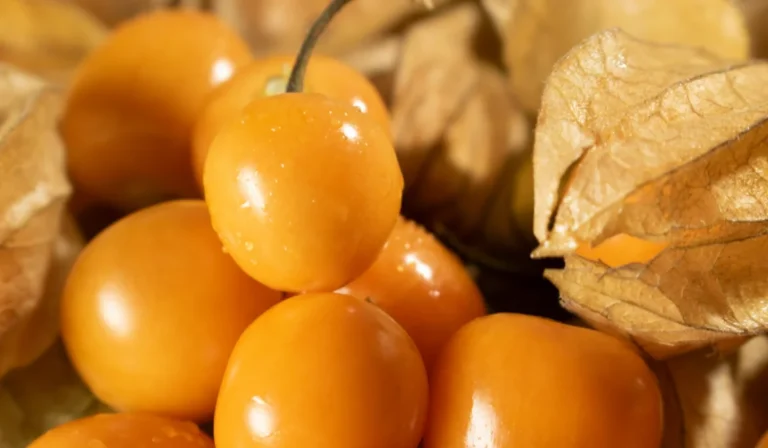 Fruits That Start with U