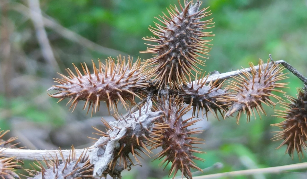 Fruits That Start with X