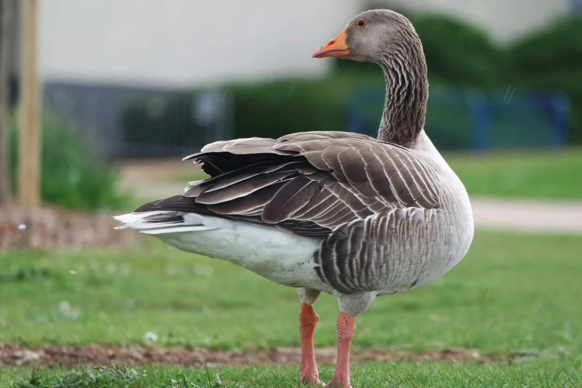 Greylag Goose