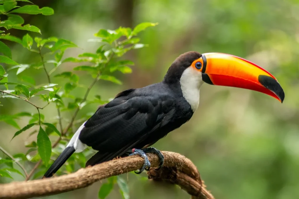 Toucan