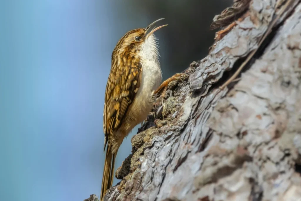 Treecreeper