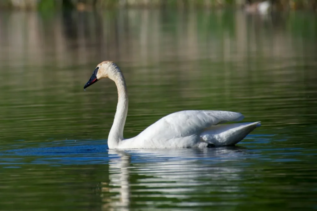 Trumpeter Swan