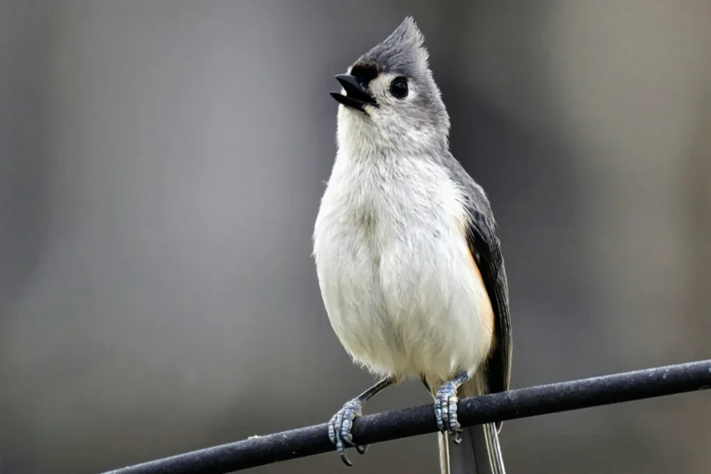 Tufted Titmouse