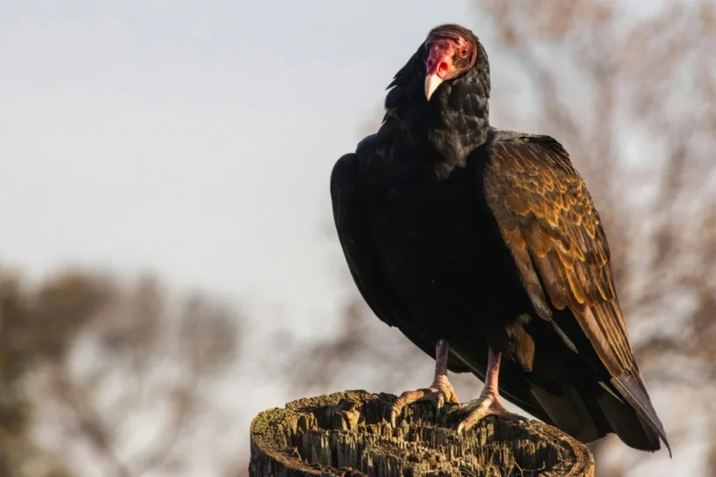 Turkey Vulture