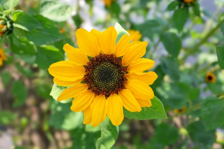Flowers That Start with S
